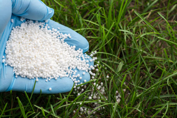 istock Hand in blue glove fertilizes green grass 1362600816