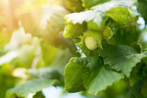 Green hazelnuts growing on tree against sunbeams