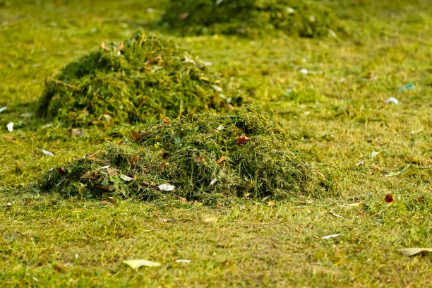 istock Mowed fresh lawn grass collected in a few small piles 1362600915