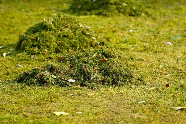 Mowed fresh lawn grass collected in a few small piles stock photo