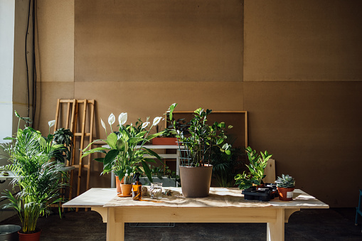 Different potted plants on a table in a bright room with brown walls.
