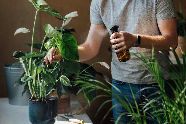 la jardinería como pasatiempo: hombre caucásico anónimo limpiando sus plantas en casa - planta de interior fotografías e imágenes de stock