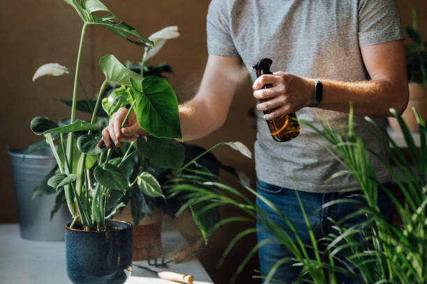 Gardening as a Hobby: Anonymous Caucasian Man Cleaning his Plants at Home stock photo