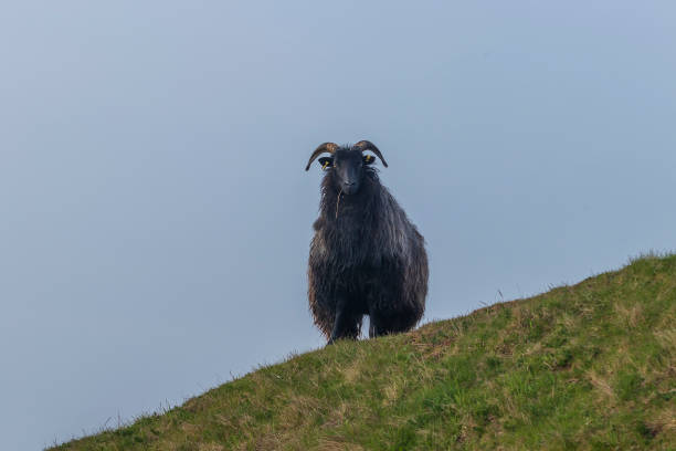 istock Black sheep grazing on Helgoland with blue sky as background 1362602077