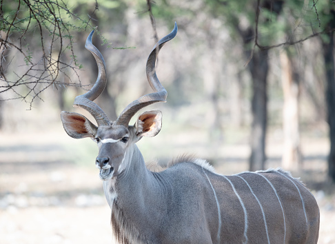 Portrait of a Greater Kudu Antelope (Tragelaphus Strepsiceros), Wildlife Namibia Etosha