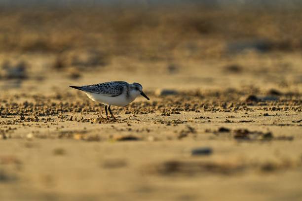 istock Side view of a backlit Sanderling on the beach on the Ile de Re 1362604138