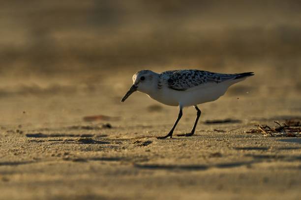 Side view of a backlit Sanderling on the beach on the Ile de Re Calidris alba, small wading bird sanderling calidris alba stock pictures, royalty-free photos & images