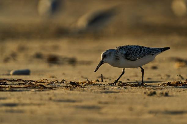 istock Side view of a backlit Sanderling on the beach on the Ile de Re 1362604200
