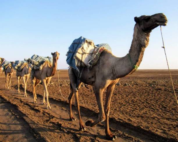 Row of dromedaries through the Arabian desert stock photo