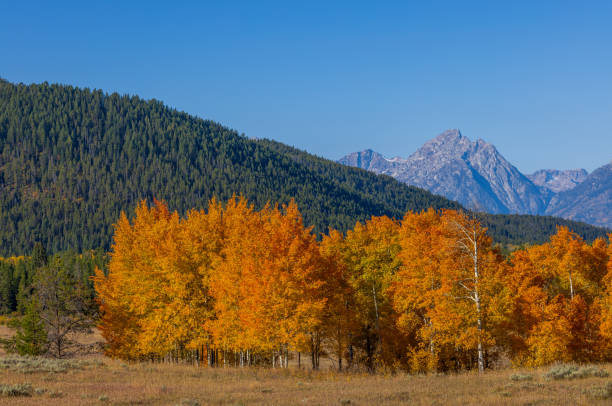 istock Scenic Teton Landscape in Autumn 1362605261