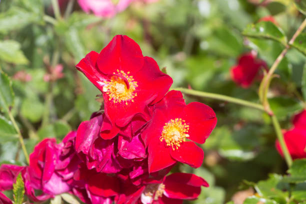 istock Red rose in a garden 1362605337