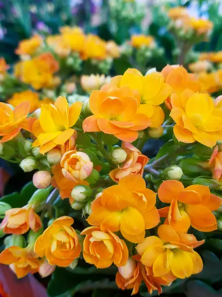 Close-up photo of orange Kalanchoe flowers.