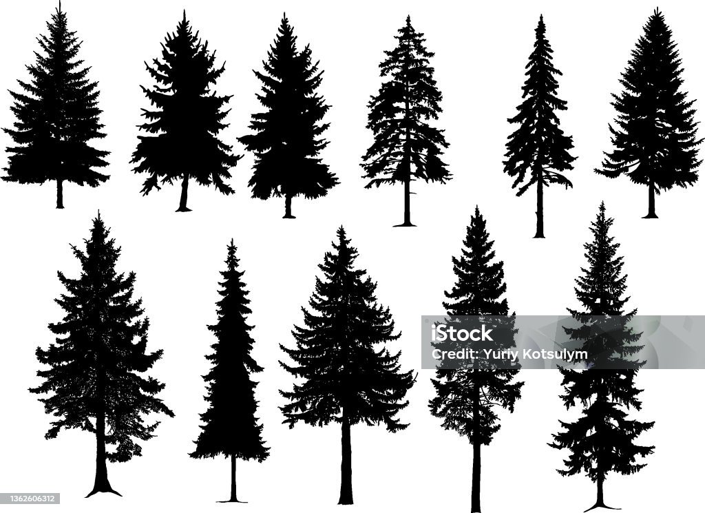 Set silhouette of different  pine trees - Royaltyfri Tallträd vektorgrafik