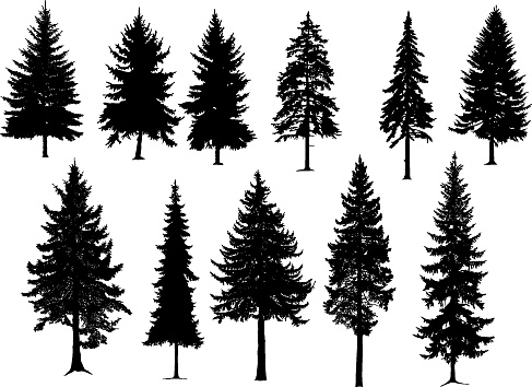 Set silhouette of different  pine trees, conifer tree silhouettes isolated on white background. Collection. Bundle of trees. Good for nature design or decoration template. Vector illustration