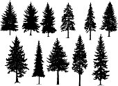 Set silhouette of different  pine trees