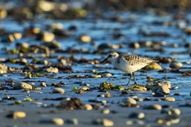 Photo of Sanderling at low tide at the water's edge between pebbles on the beach on the Ile de Re