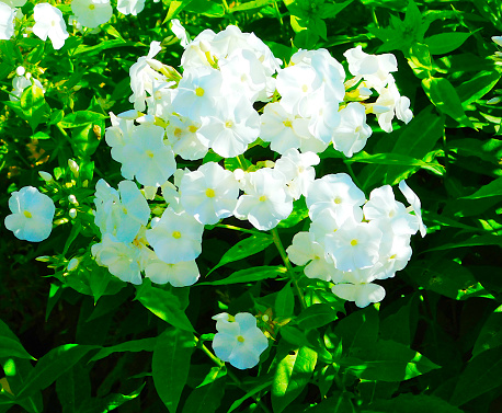 A few white flowers