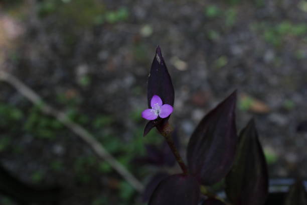 istock Tradescantia Zebrina 1362607600