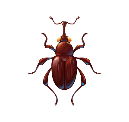 Weevil bug or snout beetle, cute insect in cartoon style. Vector illustration isolated on white