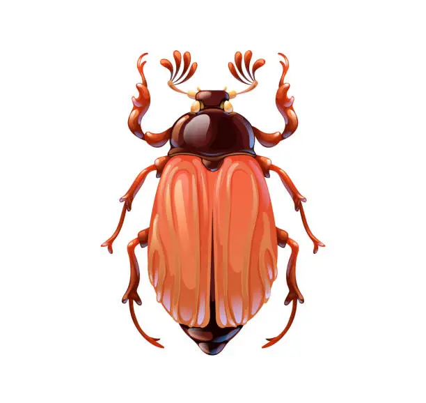 Vector illustration of Cockchafer, bug in cartoon style on white