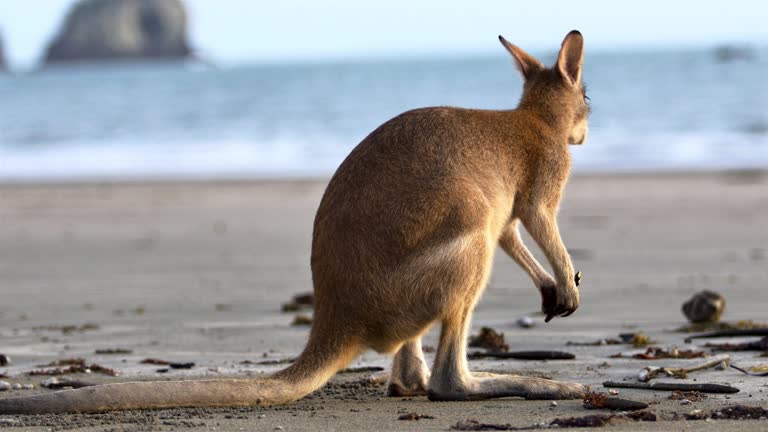 Kangaroo feeding on a Beach: Northern Australia