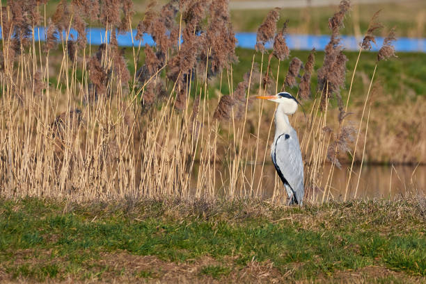 istock Grey heron bird resting near the lake 1362608986