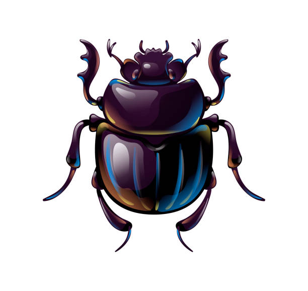 ilustrações de stock, clip art, desenhos animados e ícones de beautiful shiny scarab beetle, top view of insect - jewelry collection white background white