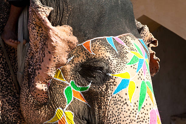 istock Elephant Amber Fort Rise Jaipur 136260932
