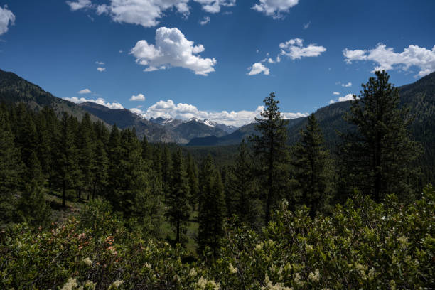 Ponderosa Pines and mountains in  Boise National Forest Ponderosa Pines (Pinus ponderosa) and mountains in  Boise National Forest national forest stock pictures, royalty-free photos & images