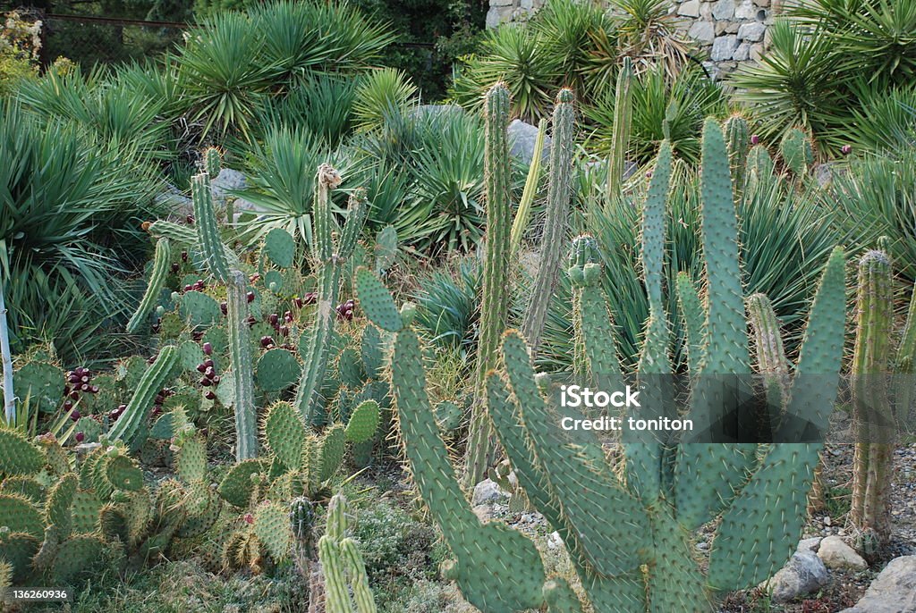 Cactus - Zbiór zdjęć royalty-free (Agawa)