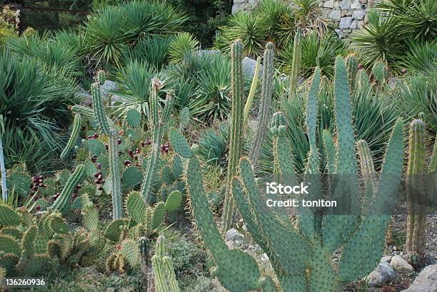 Cactus - zdjęcia stockowe i więcej obrazów Agawa - Agawa, Agawa Lechuguilla, Bez ludzi