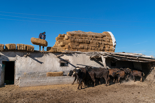 Manda çiftliğinde mandaların önüne saman atan çiftlik işçisi. mandalar samana doğru koşuyor. güneşli bir günde full frame makine ile çekilmiştir.