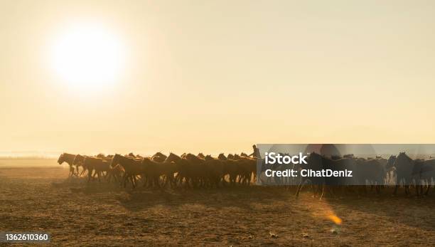 Yabani Atları Sürüsü Ve At Çobanı Arka Planı Stock Photo - Download Image Now - 25-29 Years, Afterglow, Animal