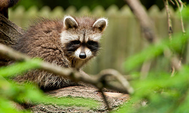 istock Raccoon Baby 136261043