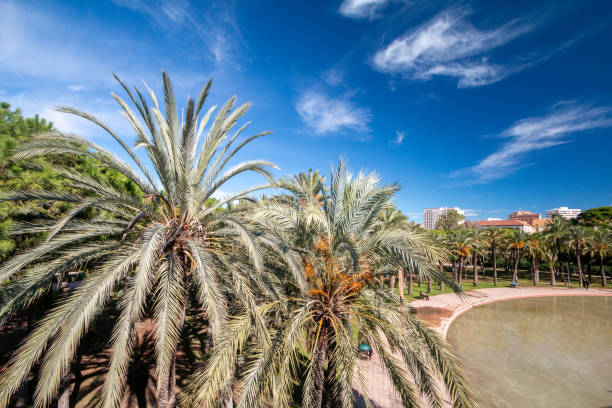 istock Date Palm at Turia Riverbed Park in Valencia, Spain 1362611096