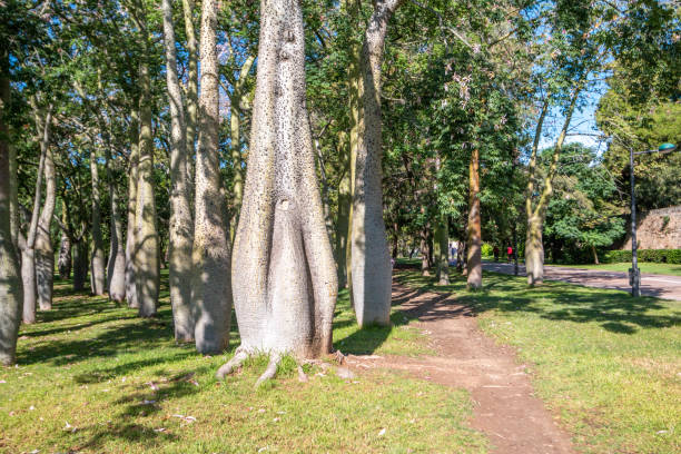Silk floss tree (ceiba speciosa) in Turia Riverbed Park (Jardín del Turia) in Valencia