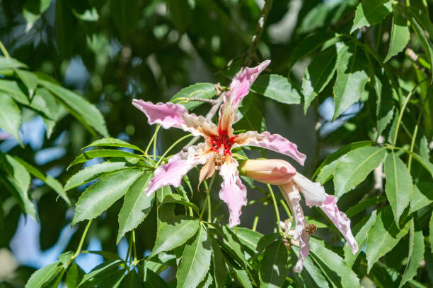 istock Silk Floss Tree Flower in Turia Riverbed Park in Valencia, Spain 1362611842