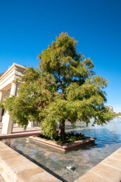 Tree in Turia Riverbed Park in Valencia, Spain
