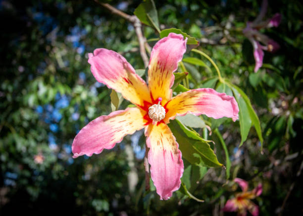 Silk floss tree (ceiba speciosa) in Turia Riverbed Park (Jardín del Turia) in Valencia