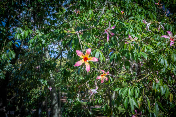 Silk floss tree (ceiba speciosa) in Turia Riverbed Park (Jardín del Turia) in Valencia