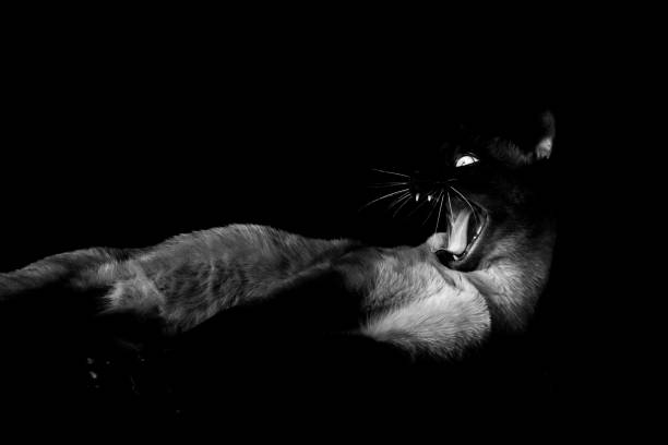 istock Angry cat, Feline look 1362612884