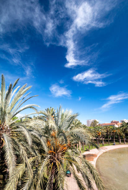 Date Palm at Turia Riverbed Park in Valencia, Spain