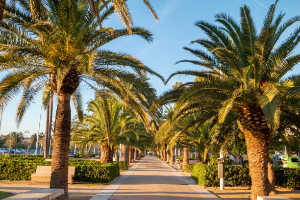 Palm Trees at El Cabanyal in Valencia, Spain stock photo