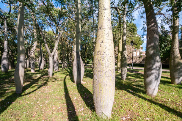 Silk floss tree (ceiba speciosa) in Turia Riverbed Park (Jardín del Turia) in Valencia