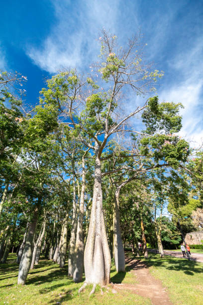 istock Silk Floss Tree in Turia Riverbed Park in Valencia, Spain 1362613794