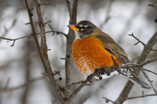 istock Bird at High Park Toronto 1362614735
