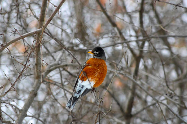 istock Bird at High Park Toronto 1362614754
