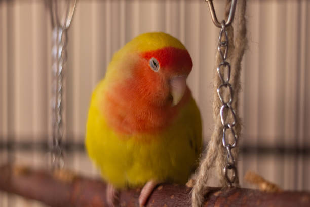istock Fluffy red and yellow lovebird sleeping on her swing 1362615516