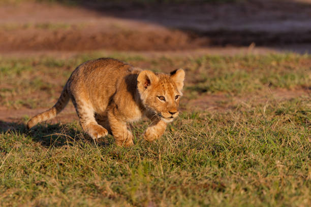 istock Lion cubs in the Masai Mara 1362616256