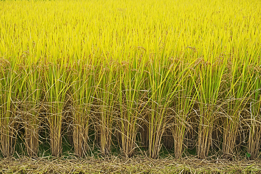 Rice paddy
Paddy fields, yellow rice ears